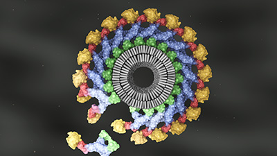 Membrane constriction by Dynamin