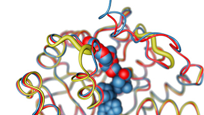 Protein Portrait NMNAT